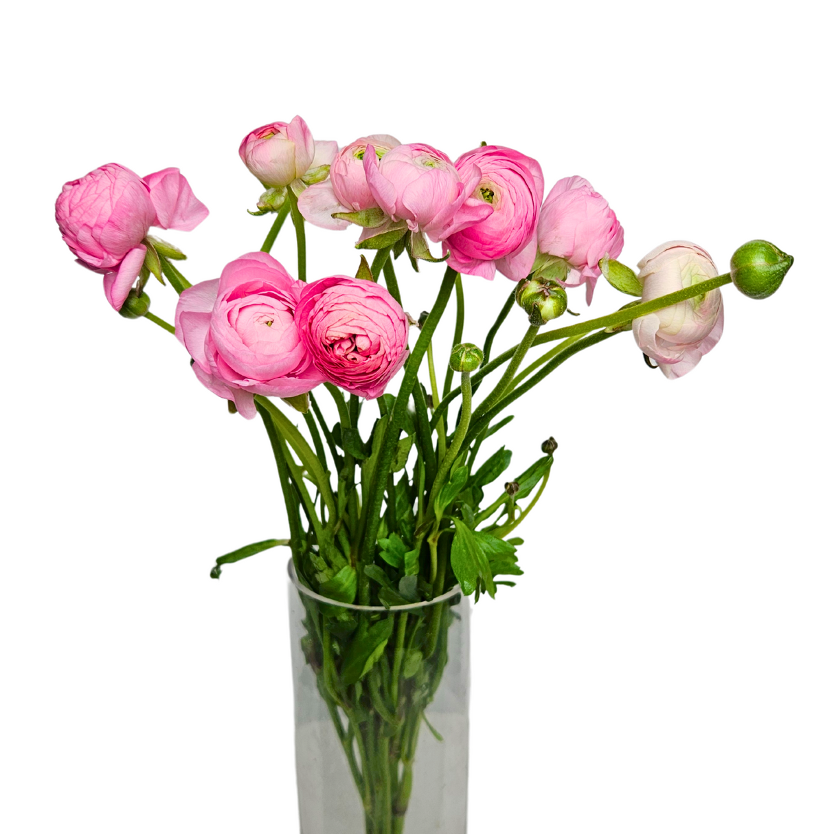 Ranunculus (Holland)