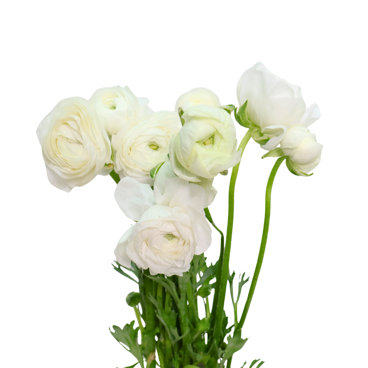 Ranunculus (Holland)