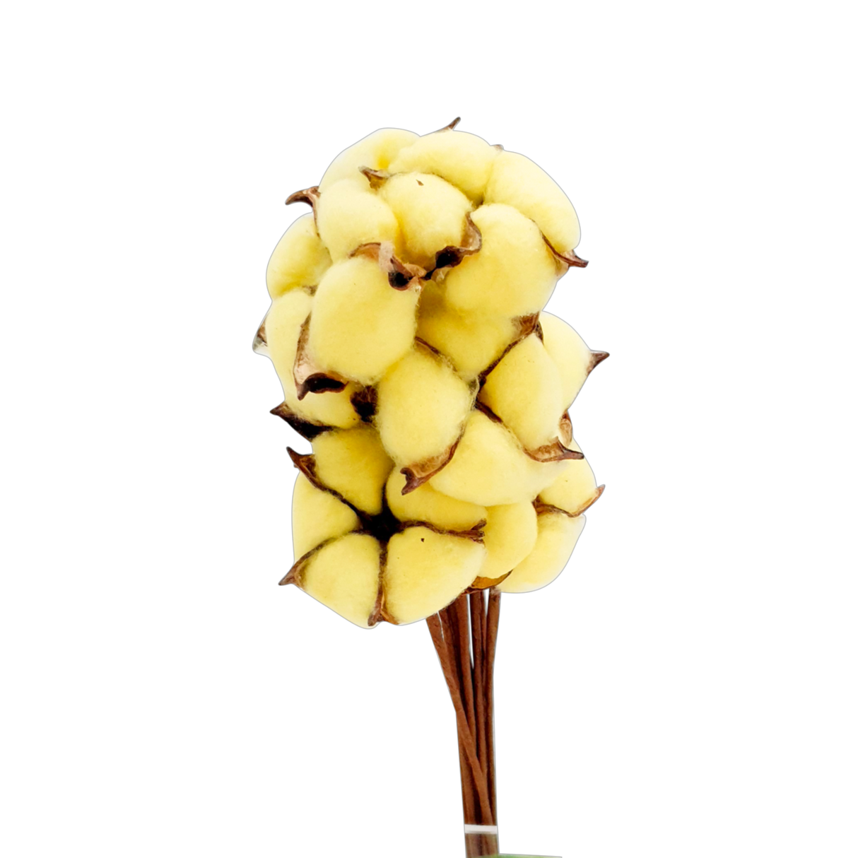 Preserved Cotton Flower