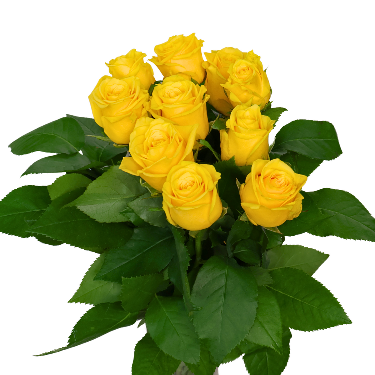 Yellow garden rose bouquet with petals.