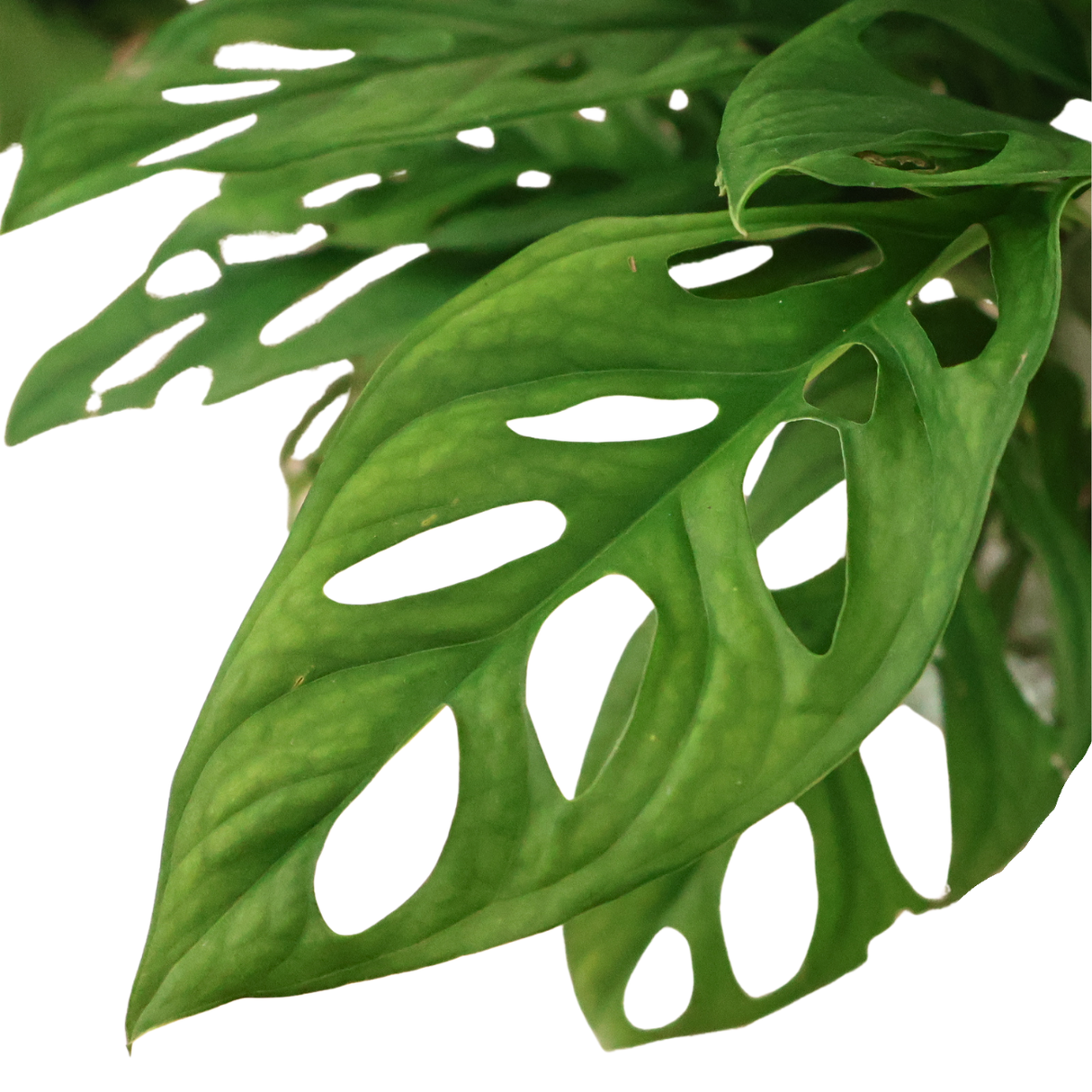 Asplenium Nidus in Ceramic Pot