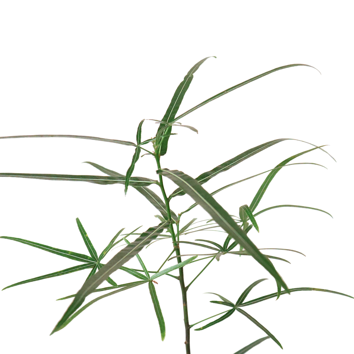 Queensland Bottle Tree in Ceramic Pot