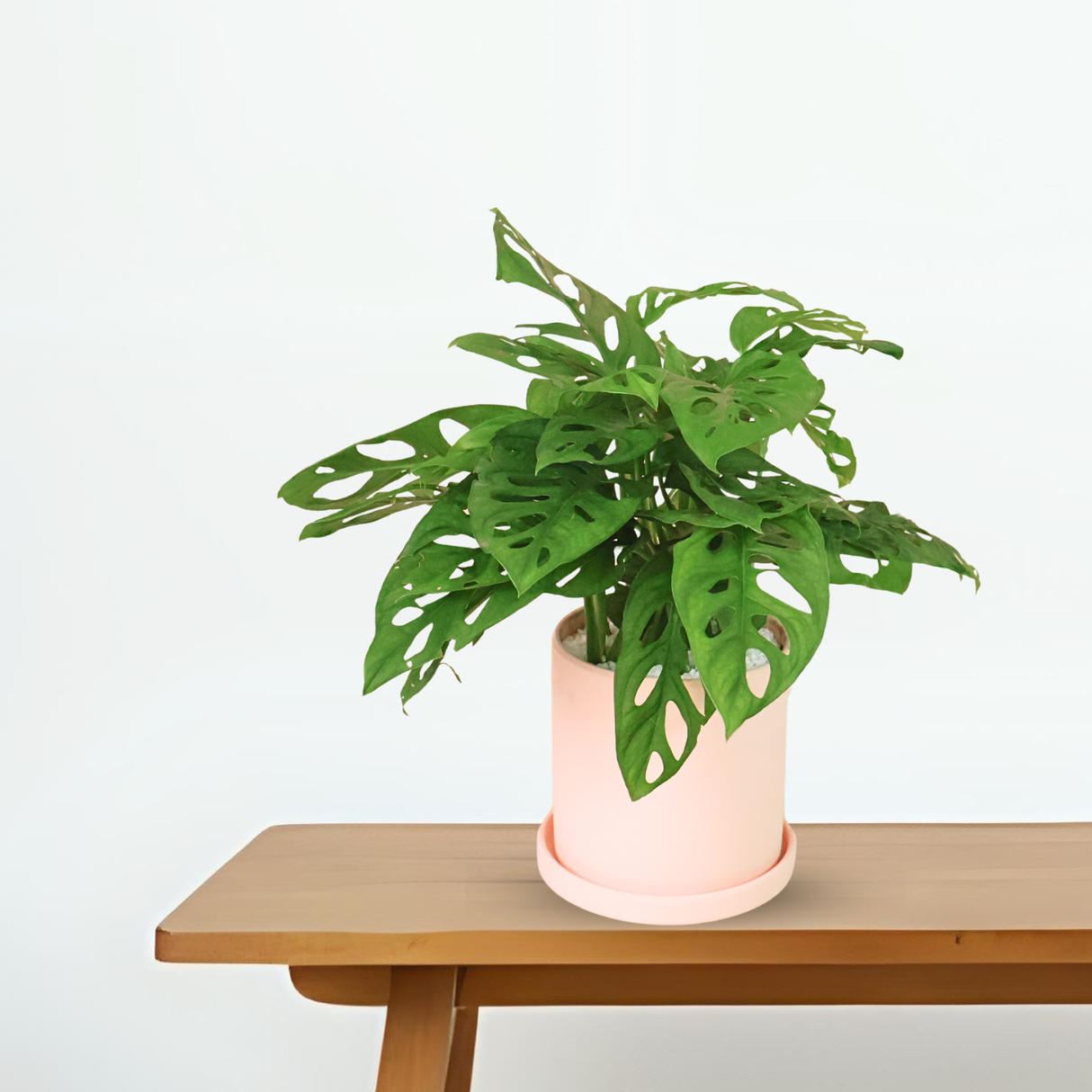 Monstera Adansonii (Swiss Cheese) in Ceramic Pot