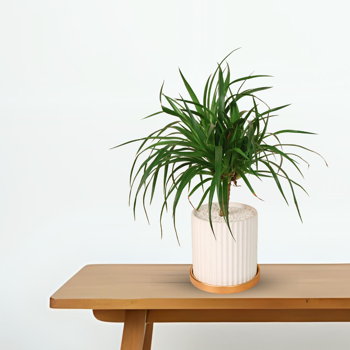 Dracaena Marginata in Ceramic Pot
