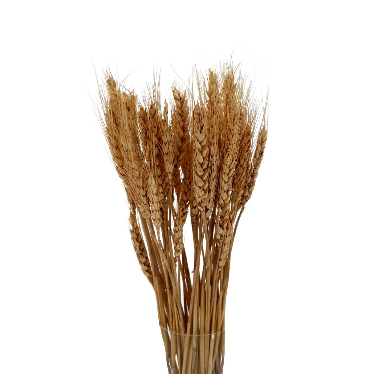 Dry Flower Wheat