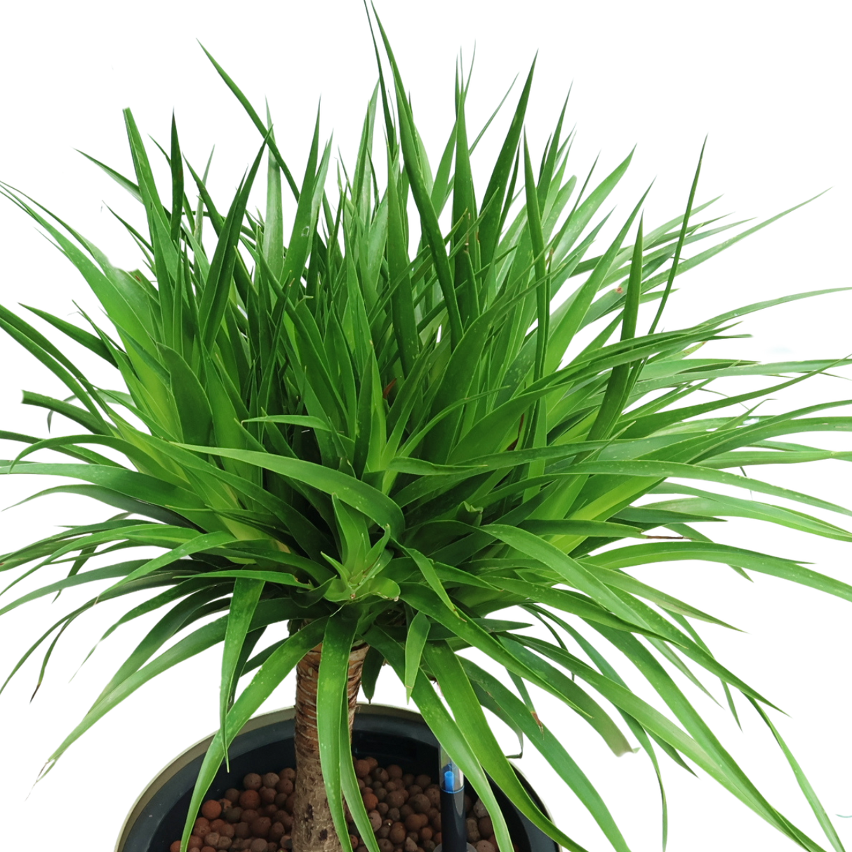 Dracaena Draco (Dragon Tree) in Self-Watering Pot