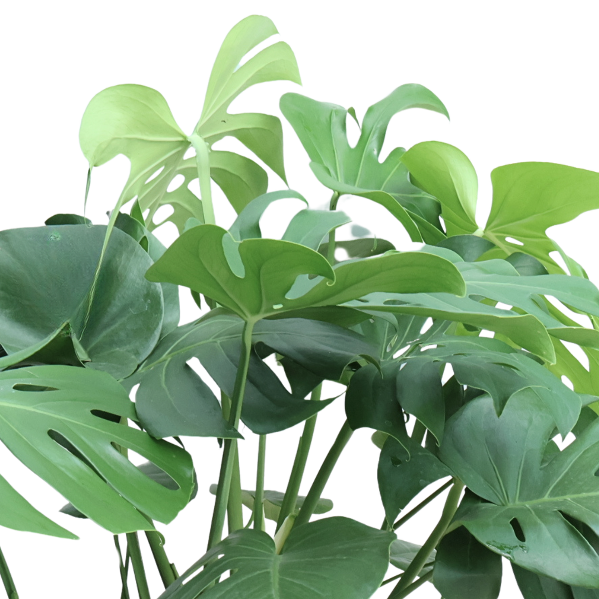 Monstera in Self-Watering Pot