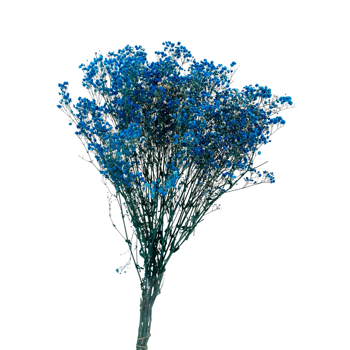 Preserved - Baby Breath