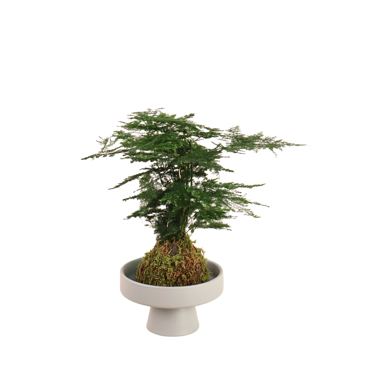 Asparagus Setaceus Kokedama