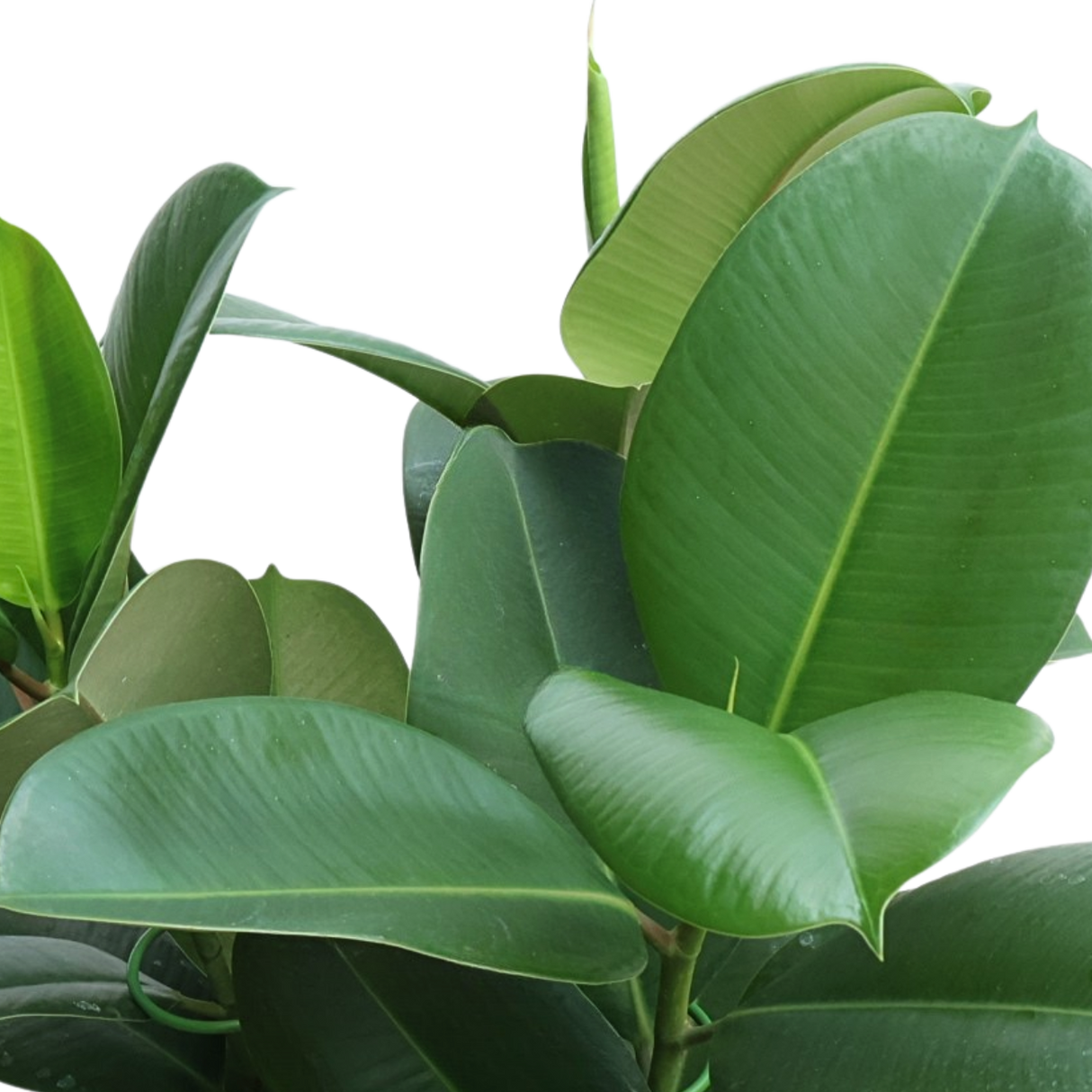 Ficus Elastica in Self-Watering Pot