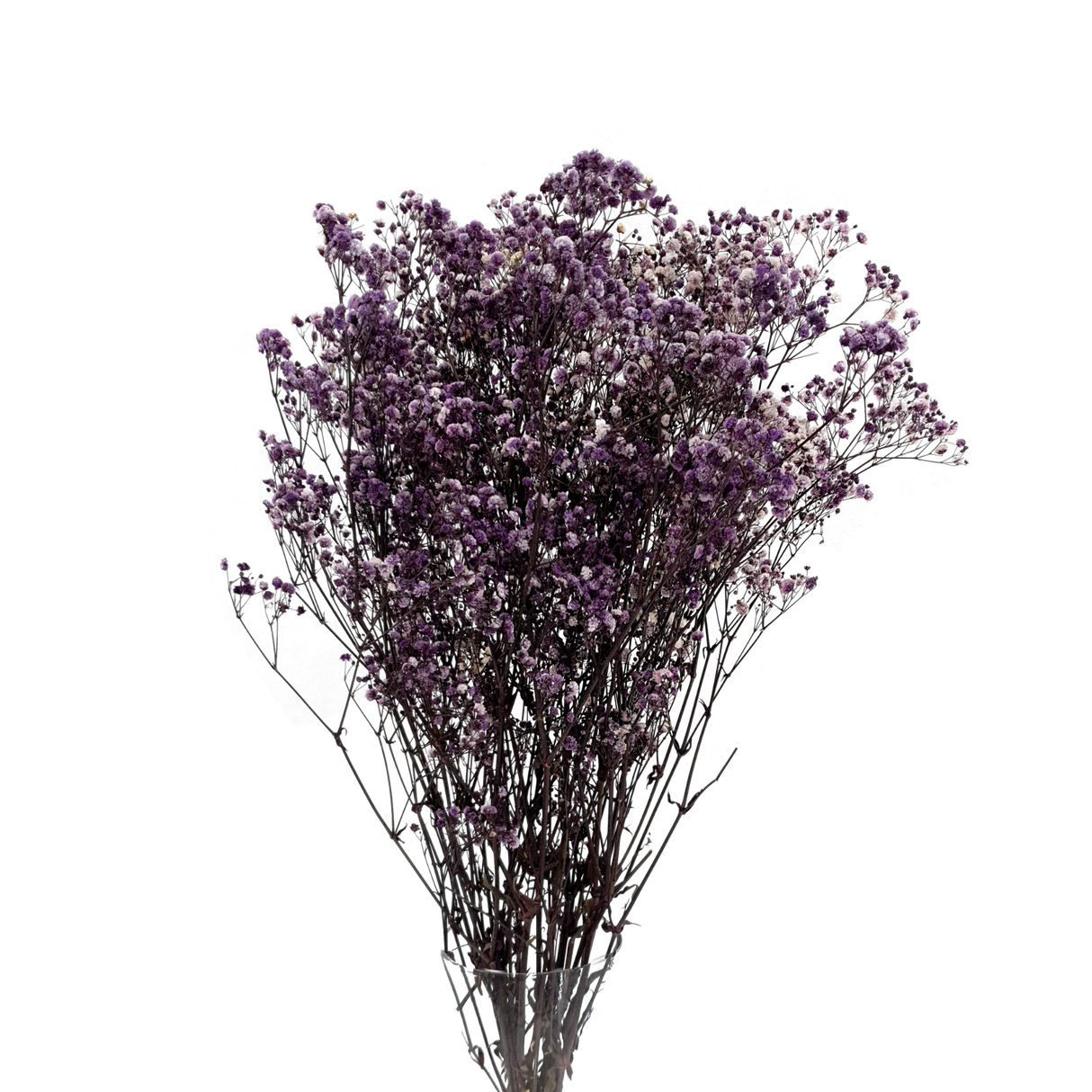 Preserved - Baby Breath