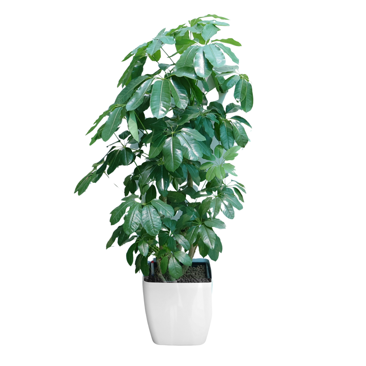 Araliaceae houseplant in flowerpot.