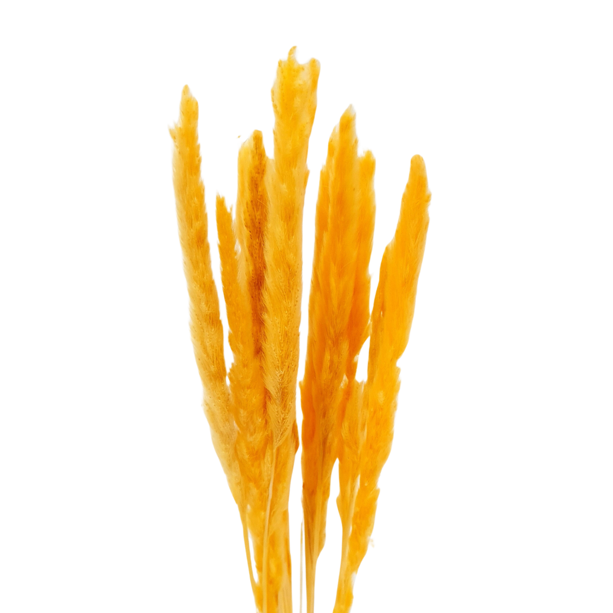 Assorted fast food ingredients for cooking.