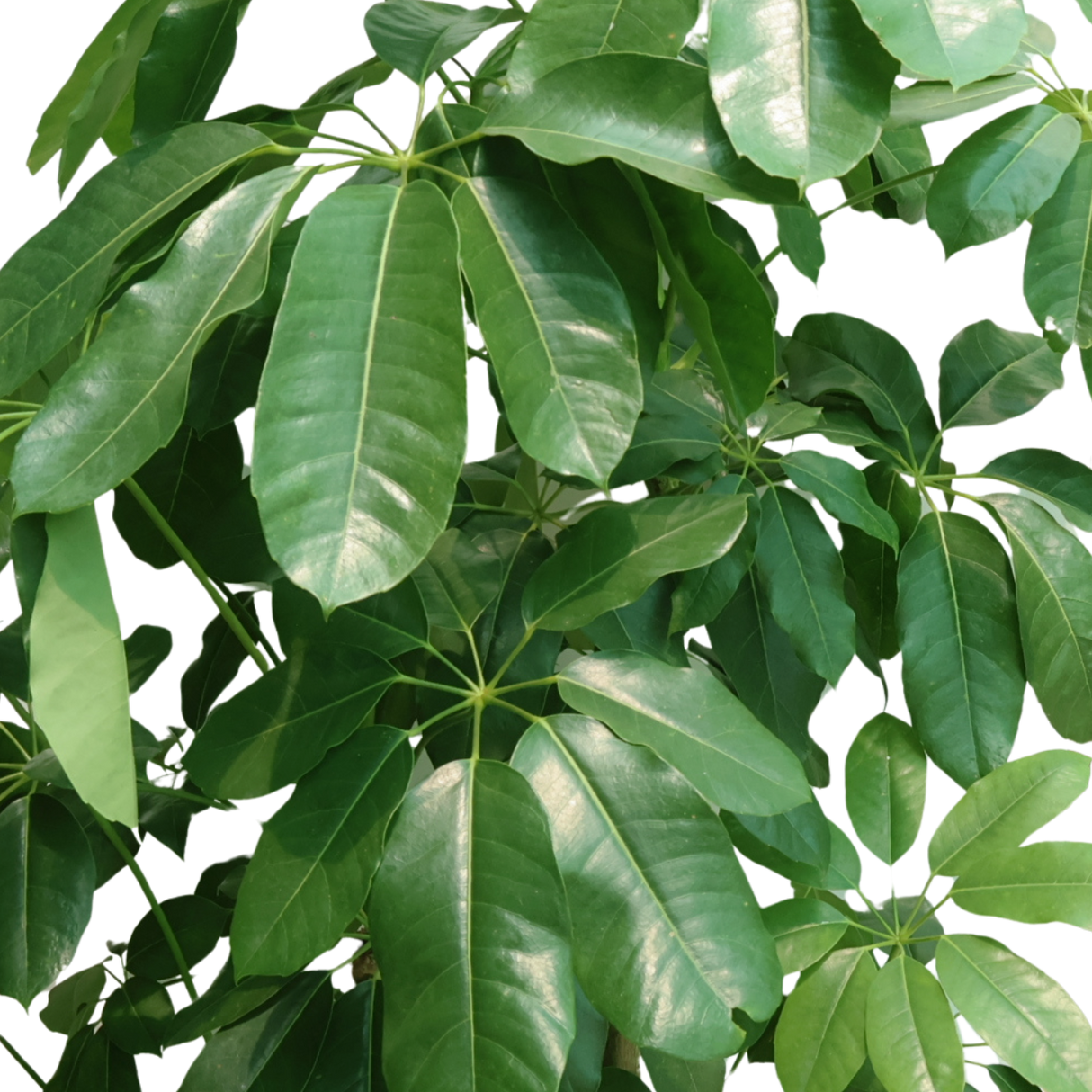Schefflera in Self-Watering Pot