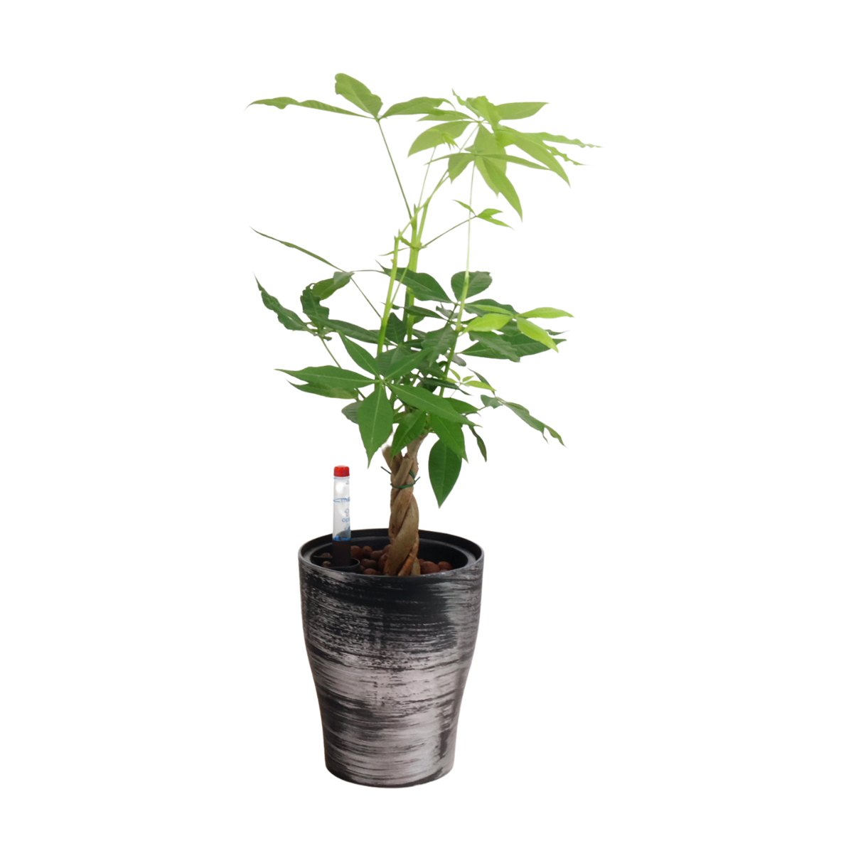 Geraniums in flowerpot.