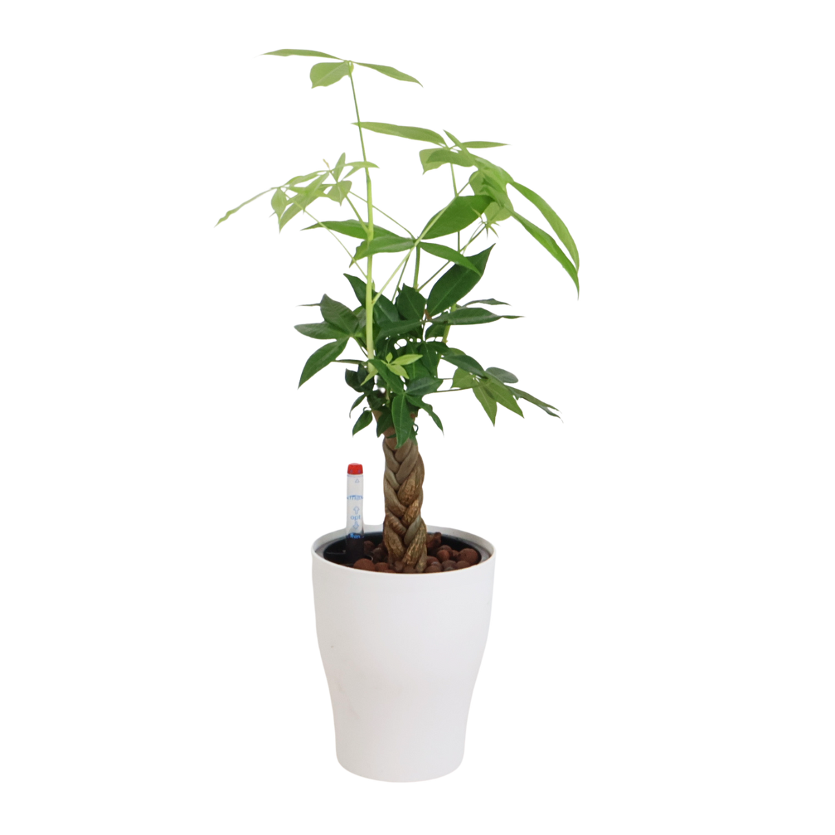 Pachira in Self-Watering Pot (Money Tree 发财树)