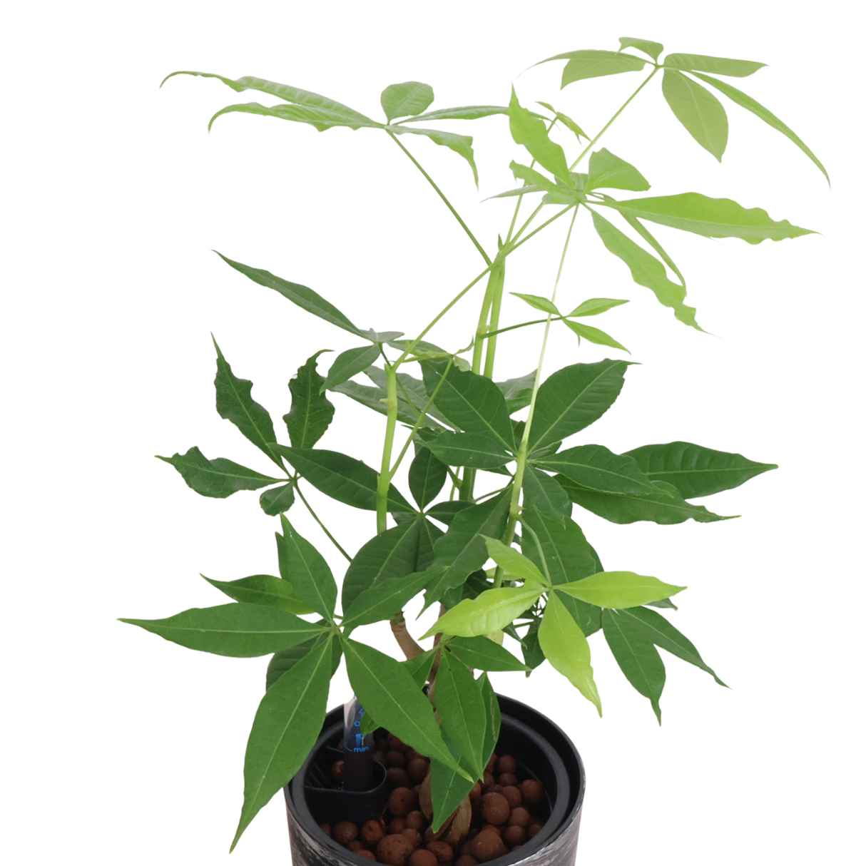 Pachira in Self-Watering Pot (Money Tree 发财树)