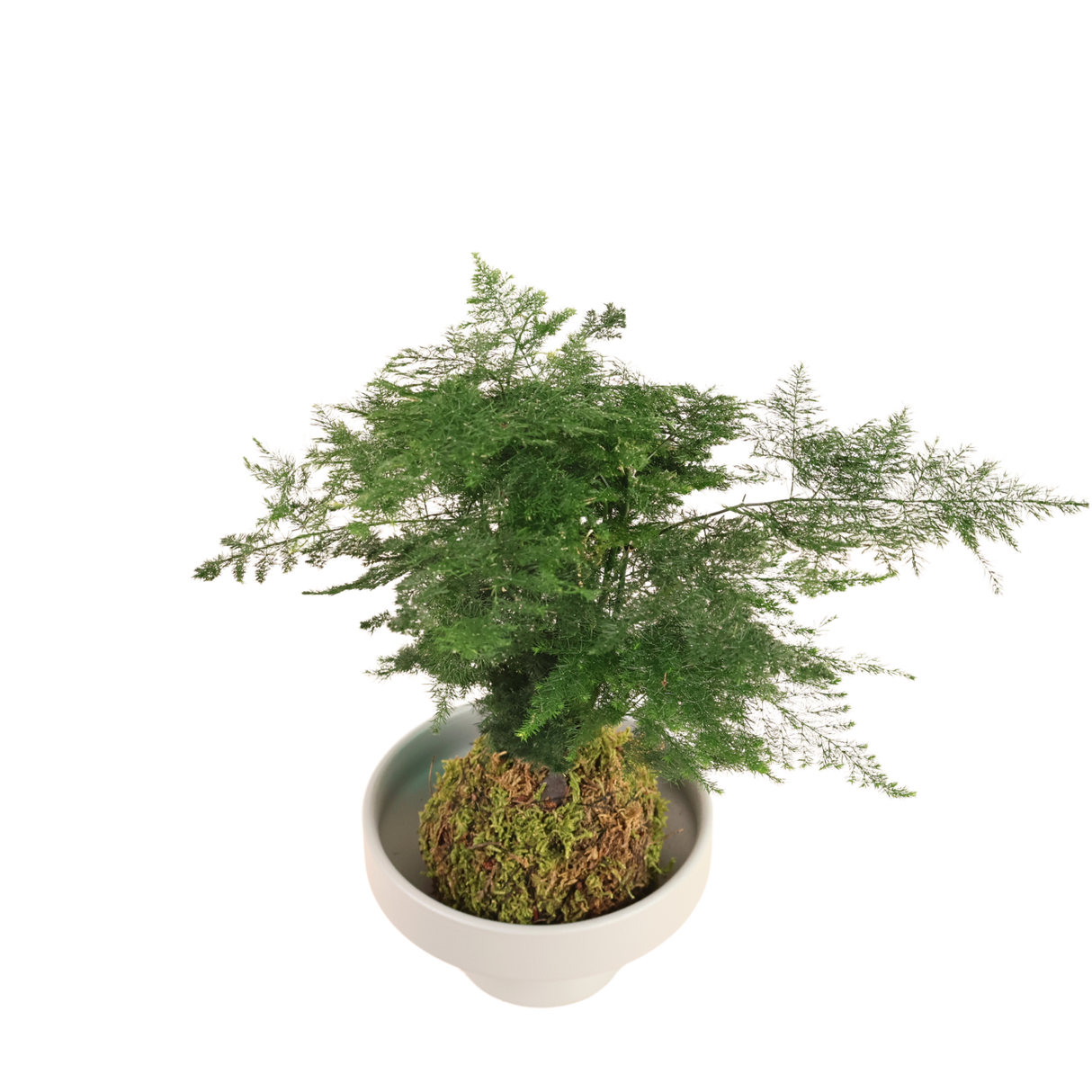 Asparagus Setaceus Kokedama