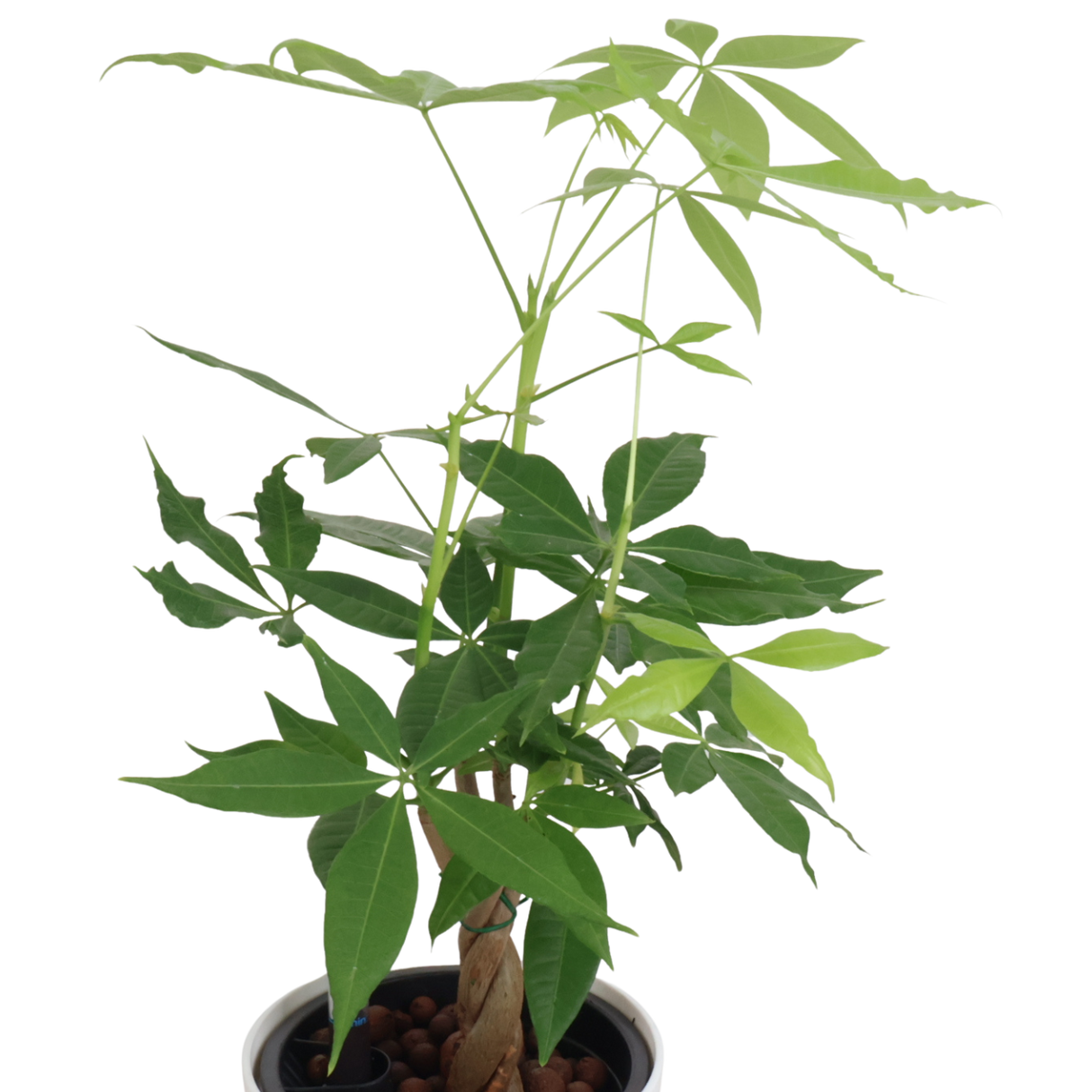 Pachira in Self-Watering Pot (Money Tree 发财树)