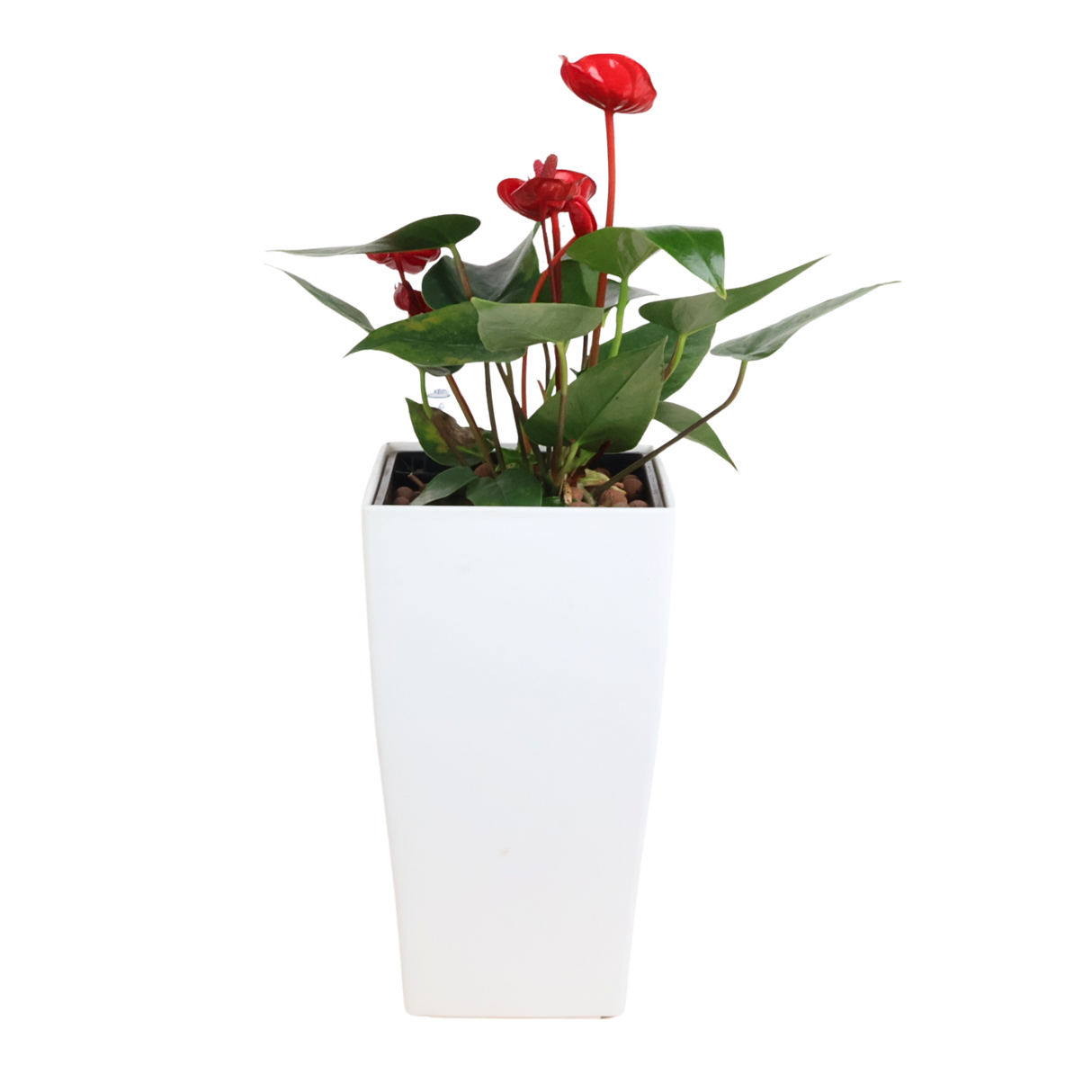 Anthurium in Self-Watering Pot