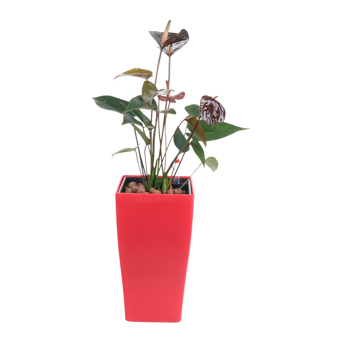 Anthurium in Self-Watering Pot