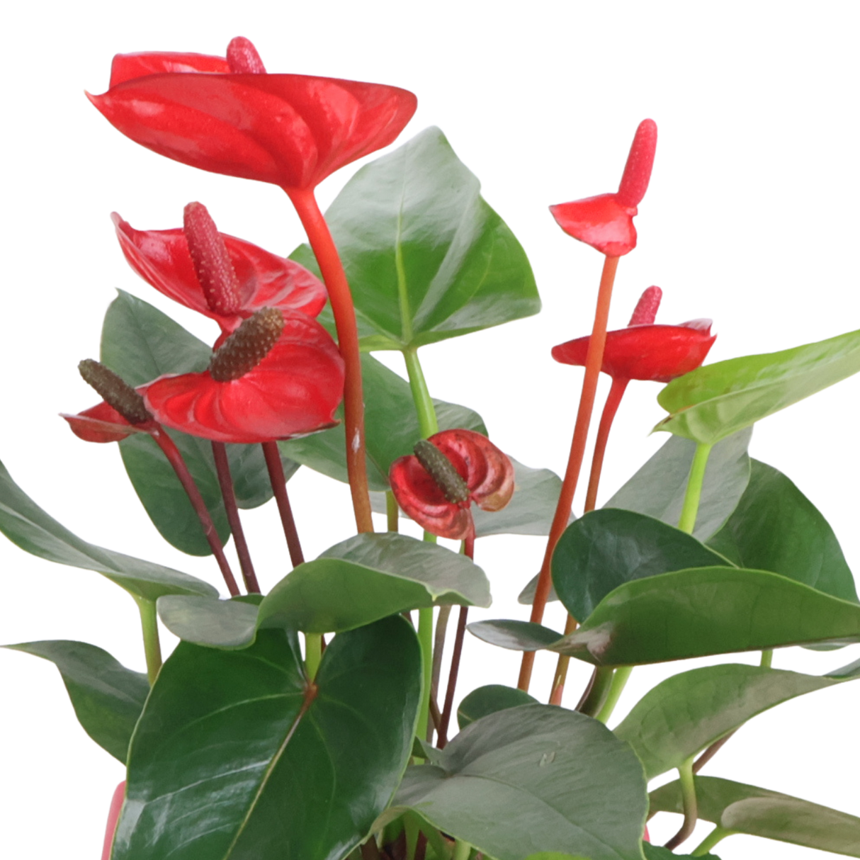 Anthurium in Self-Watering Pot