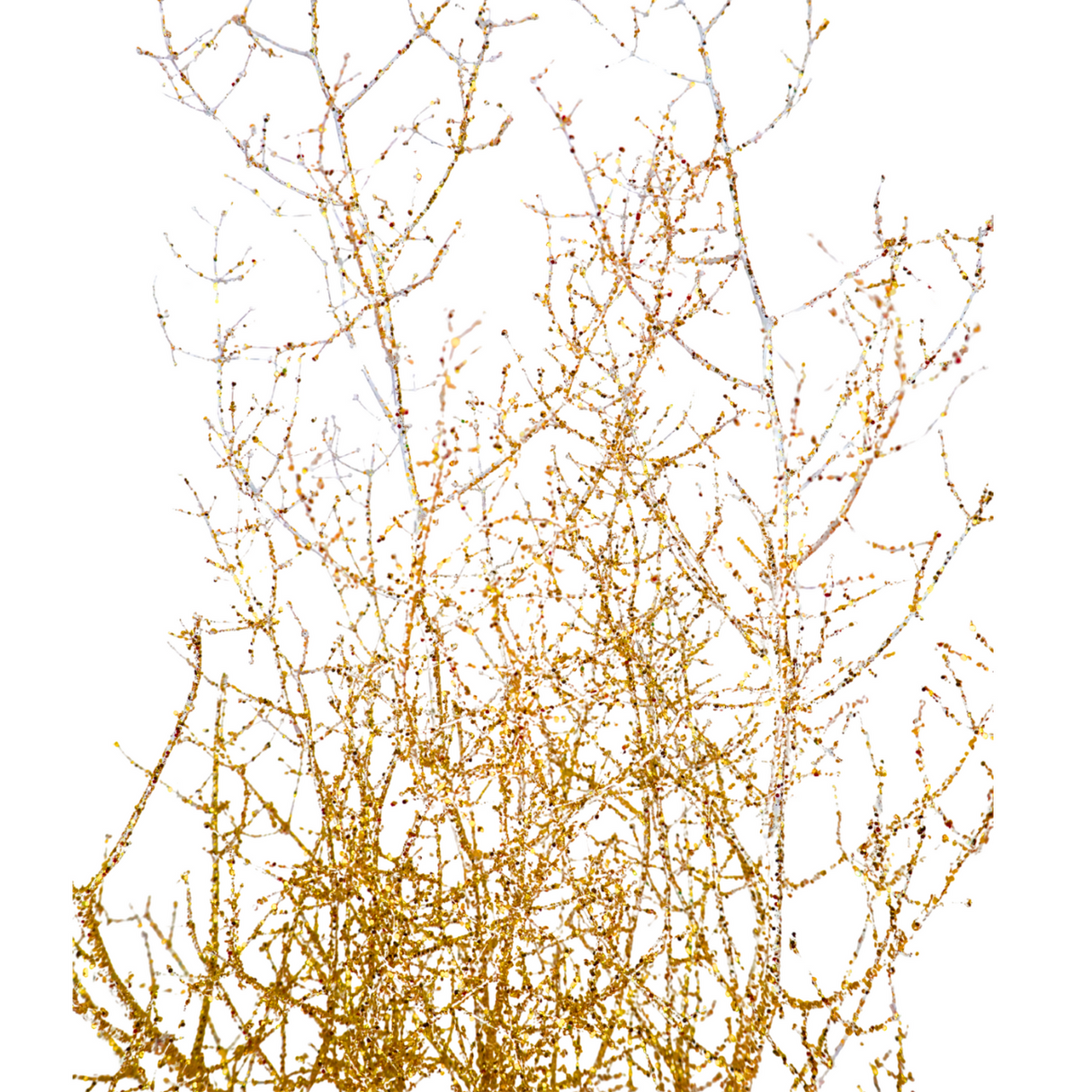 Asparagus Glitter (China)