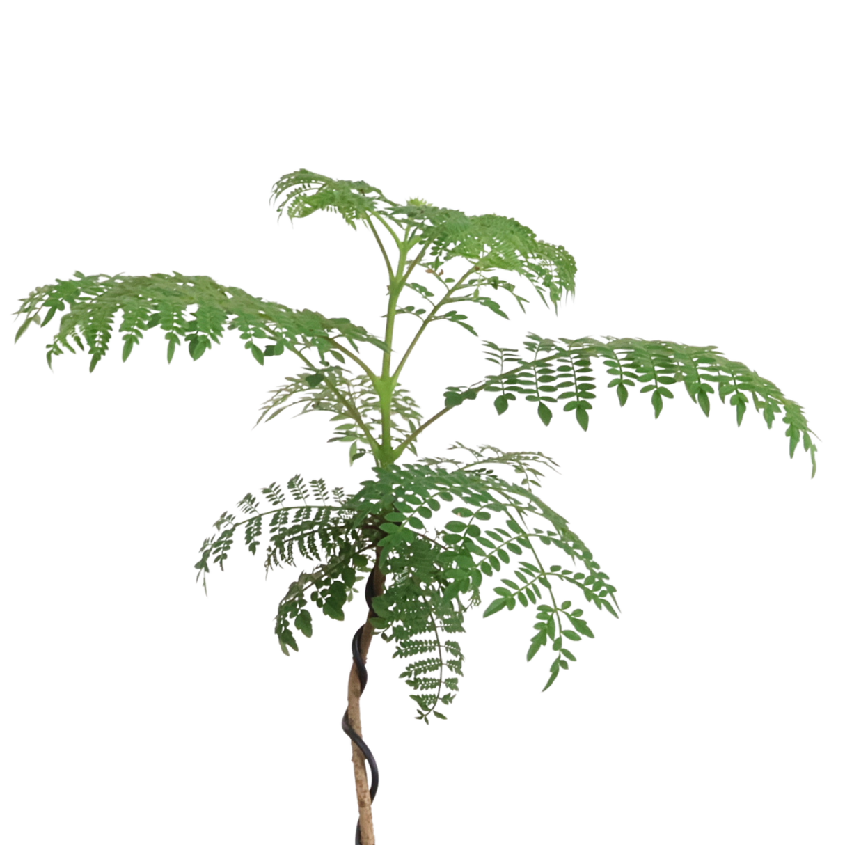 Jacaranda Mimosifolia in Self-Watering Pot