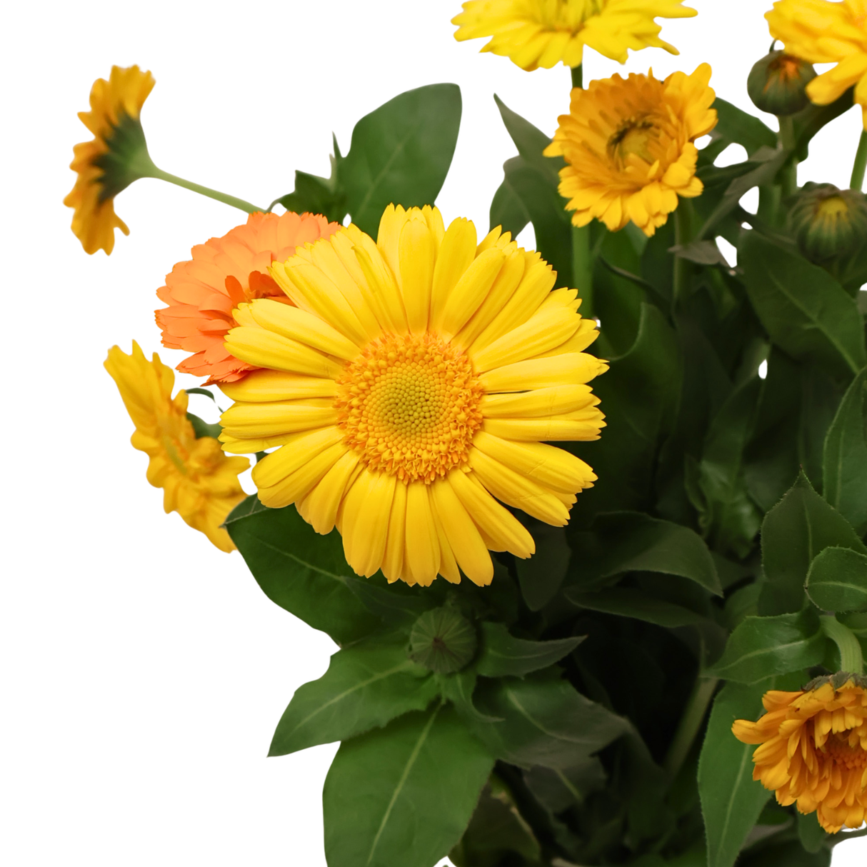 Calendula (Holland)