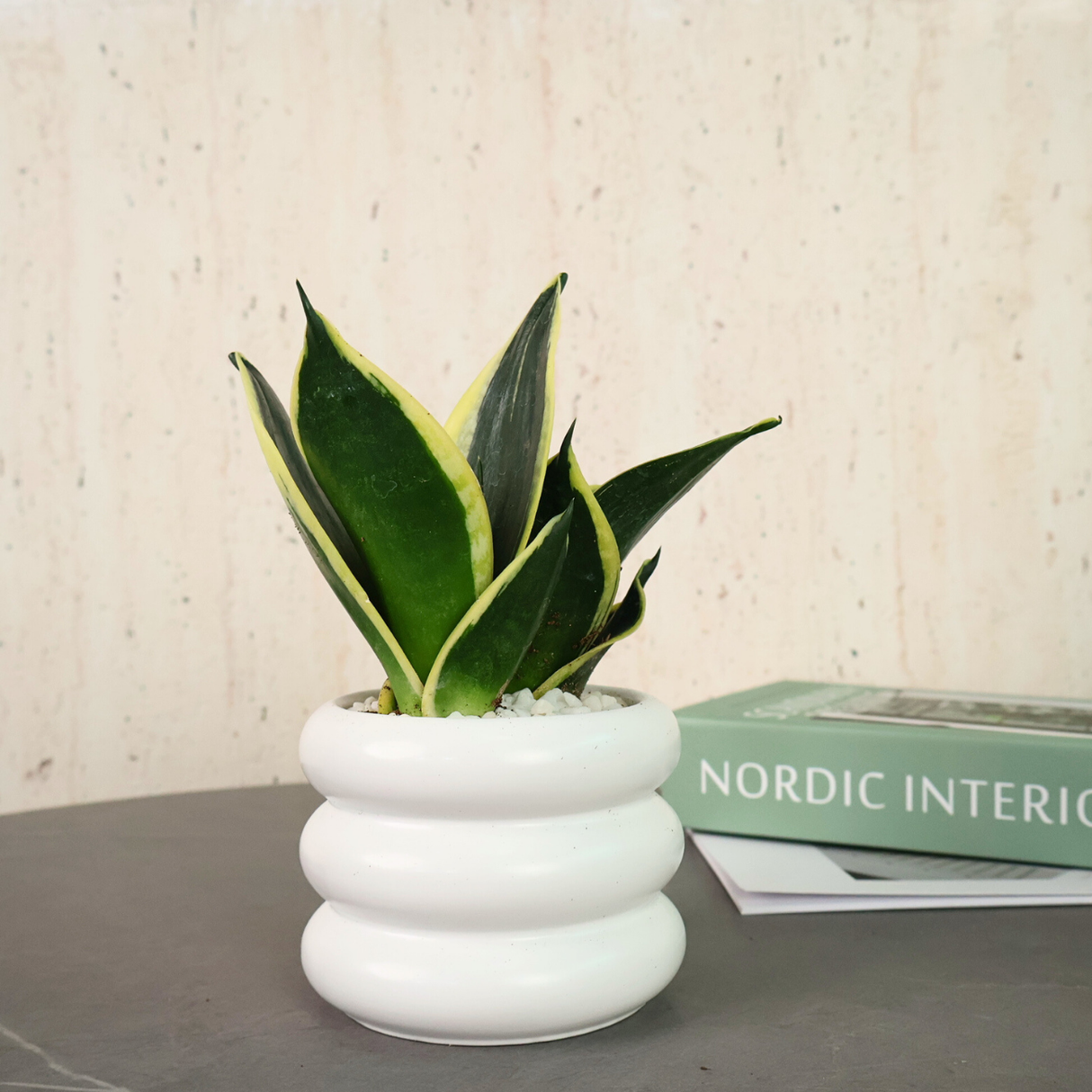 Succulent plant in ceramic flowerpot.