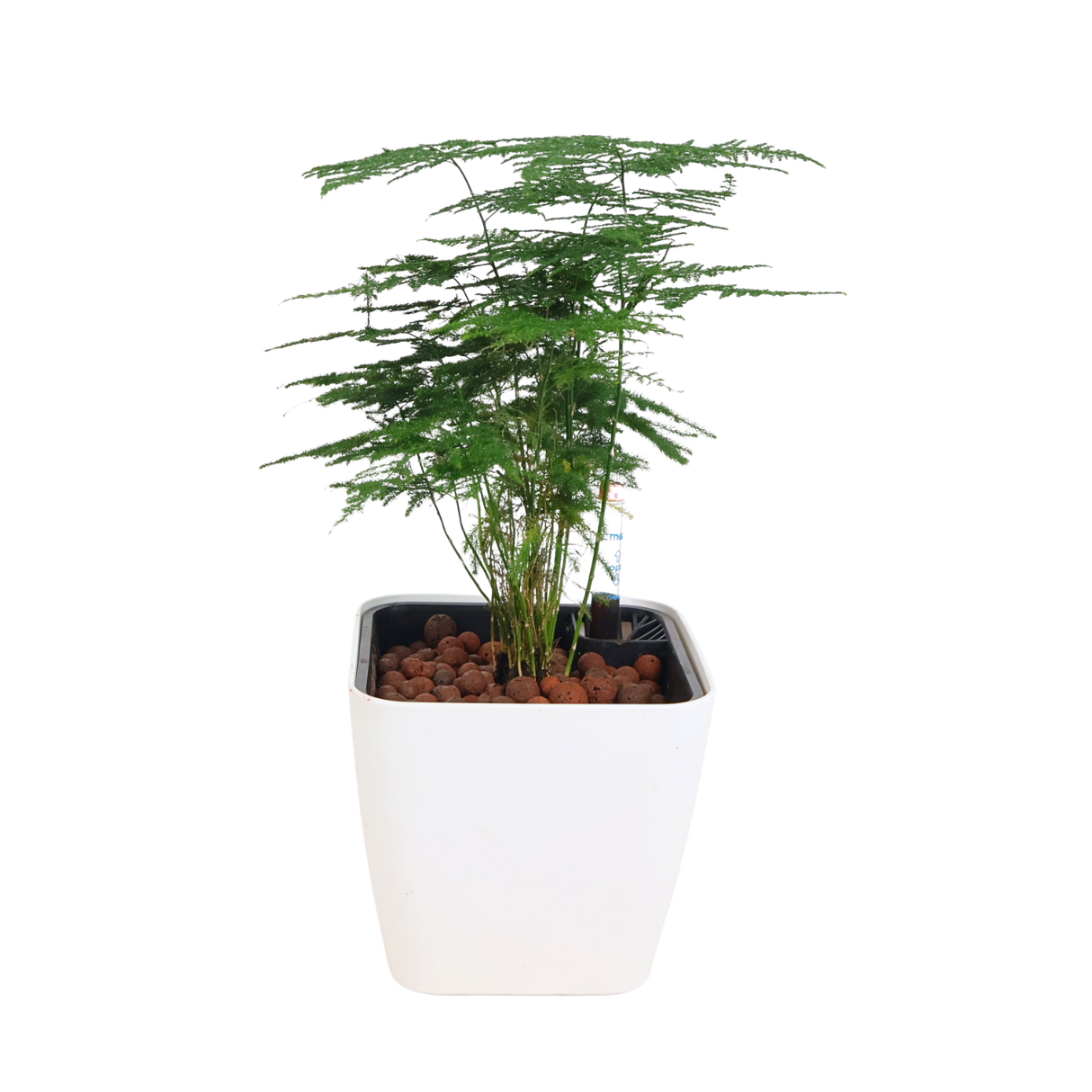 Asparagus in Self-Watering Pot