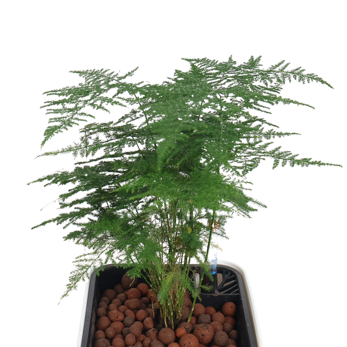 Asparagus in Self-Watering Pot