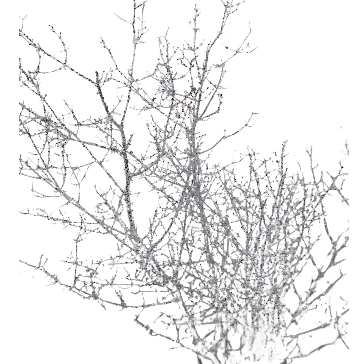 Asparagus Glitter (China)