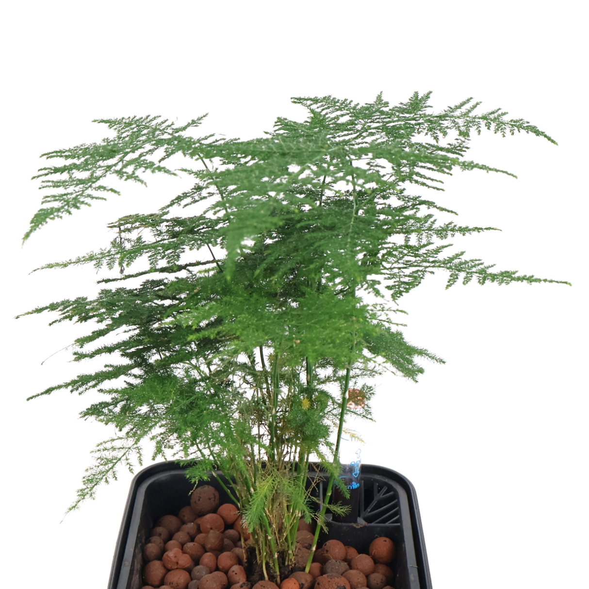 Asparagus in Self-Watering Pot