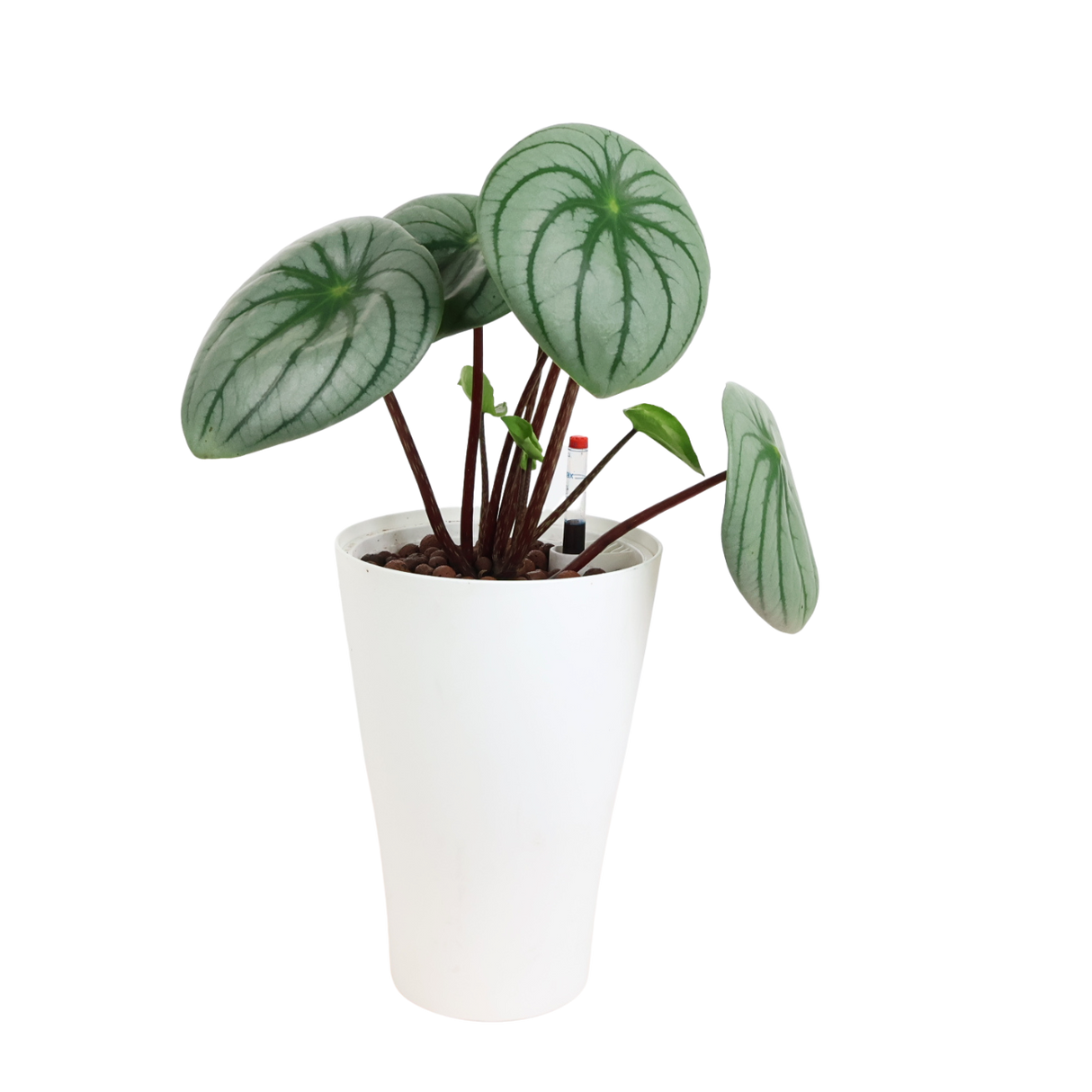 Flowerpot with houseplant and geraniums.