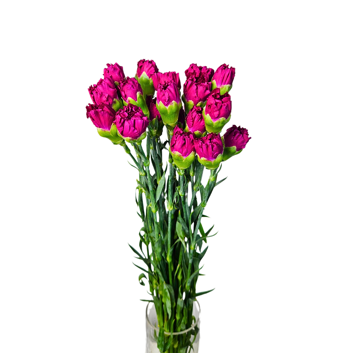 Carnation (Columbia)