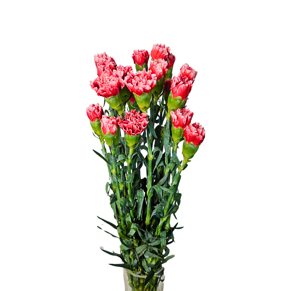 Carnation (Columbia)