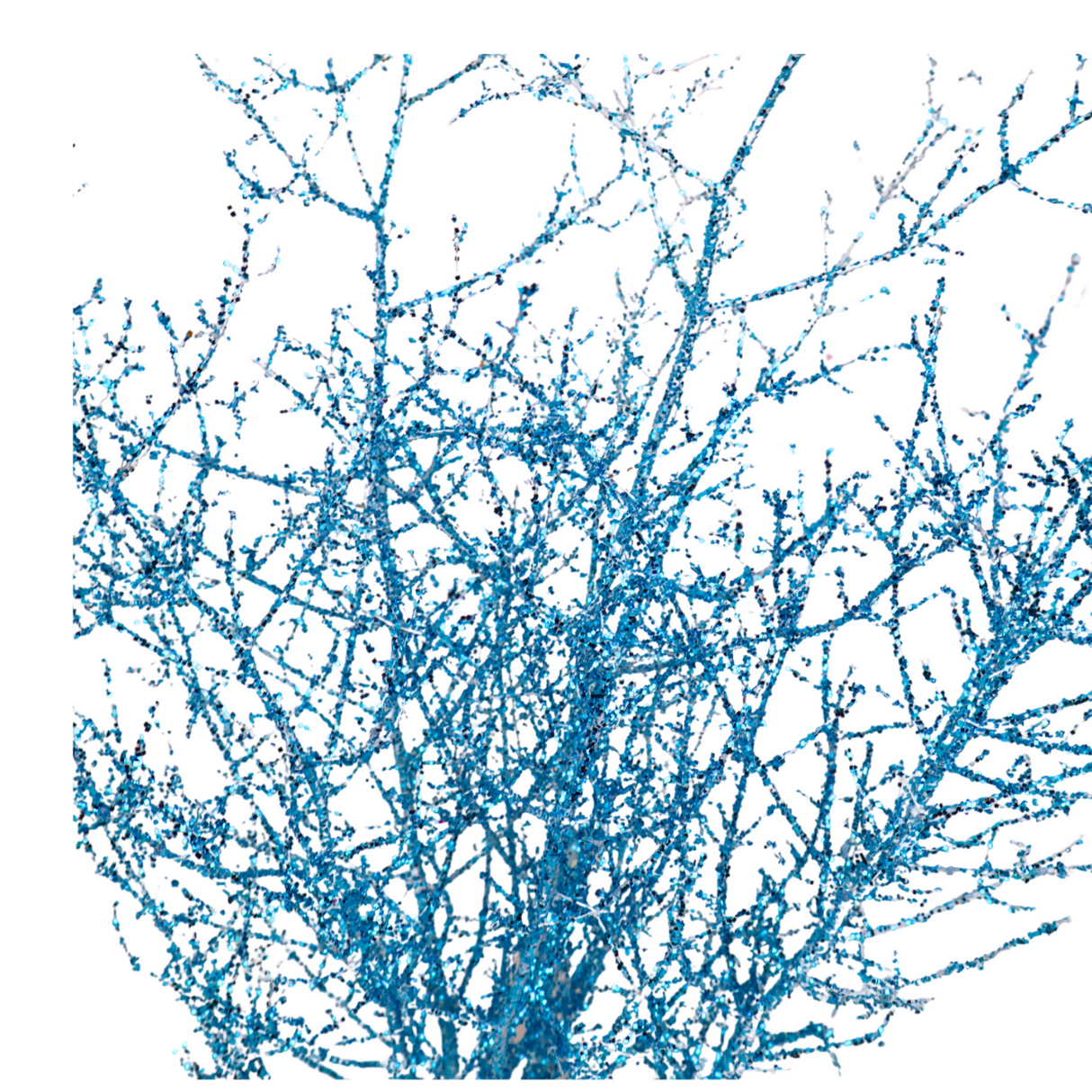 Asparagus Glitter (China)