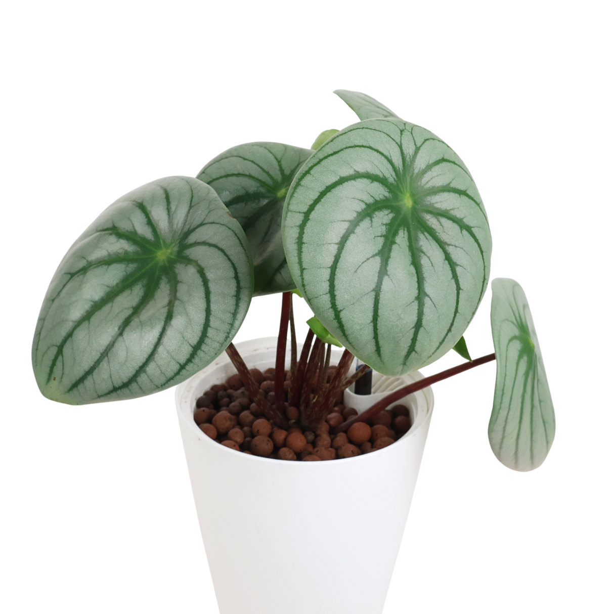 Peperomia Argyreia in Self-Watering Pot