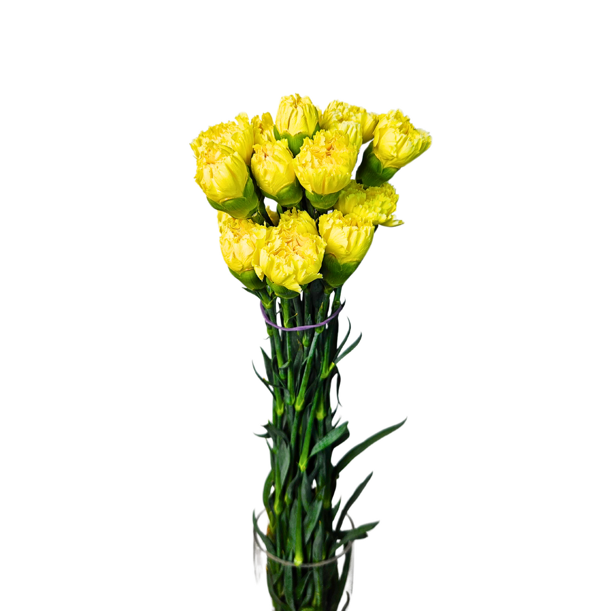 Carnation (Columbia)