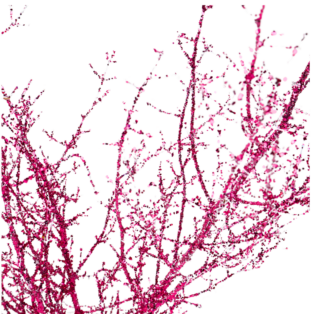 Asparagus Glitter (China)