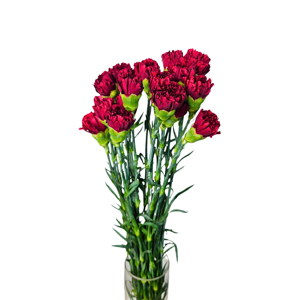 Carnation (Columbia)