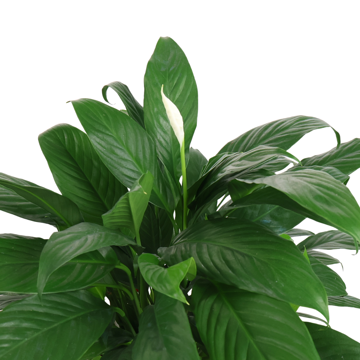 Spathiphyllum Spp in Self-Watering Pot