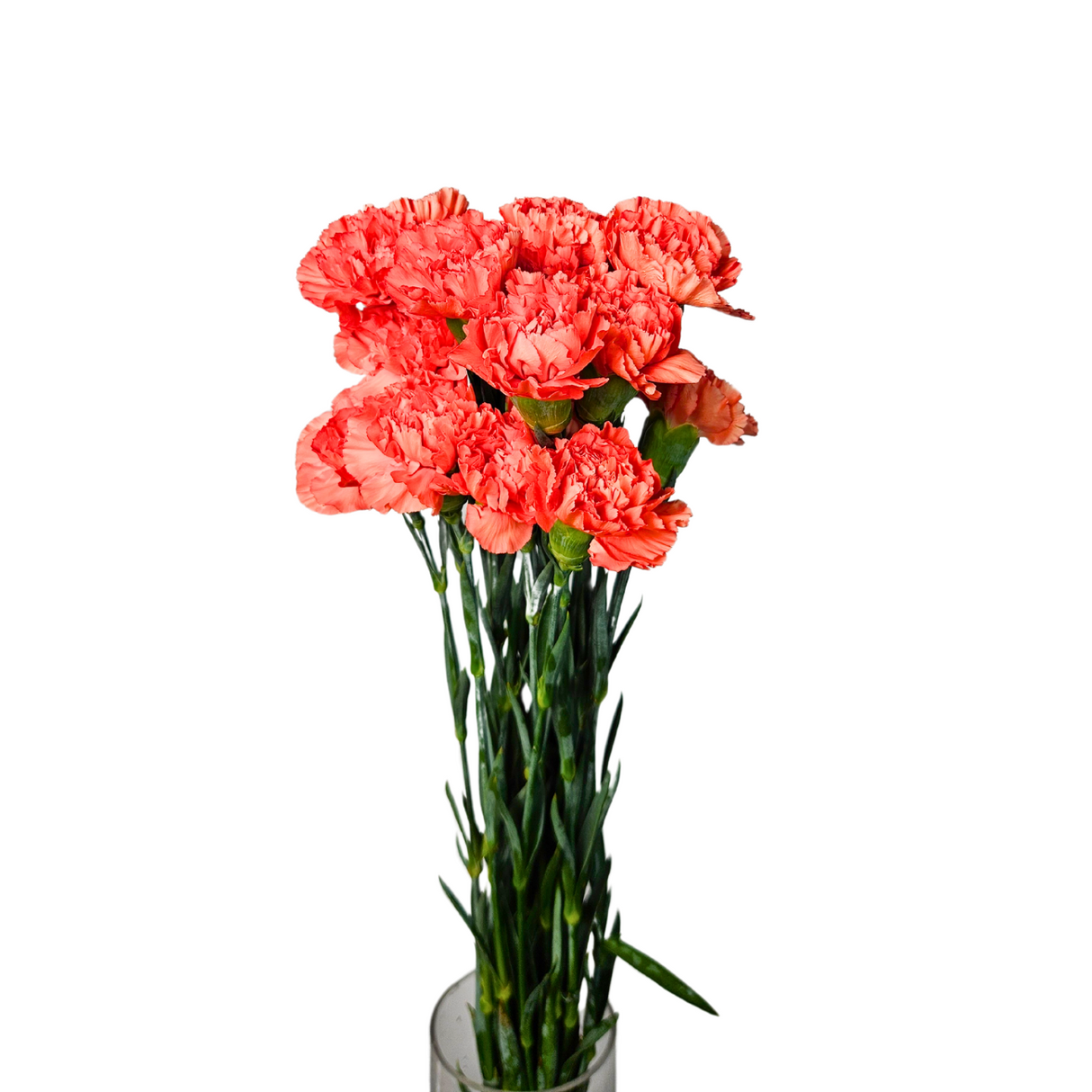 Carnation (Columbia)