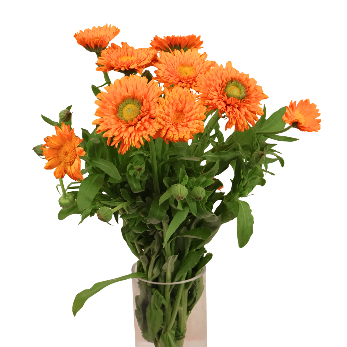 Calendula (Holland)