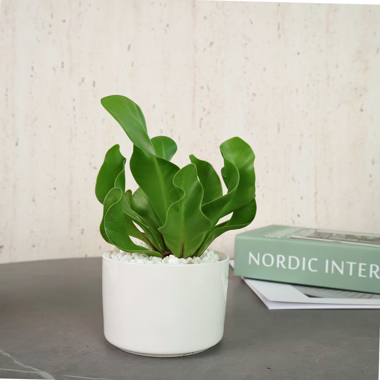 Bird's Nest Fern in Ceramic Pot - Corporate Gifts