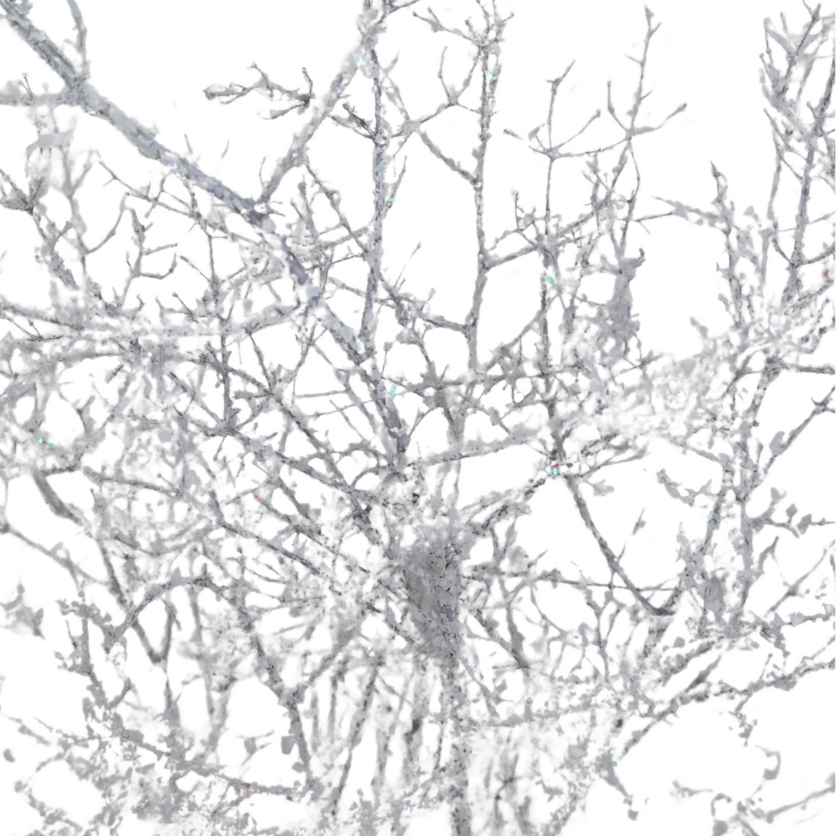 Asparagus Glitter (China)