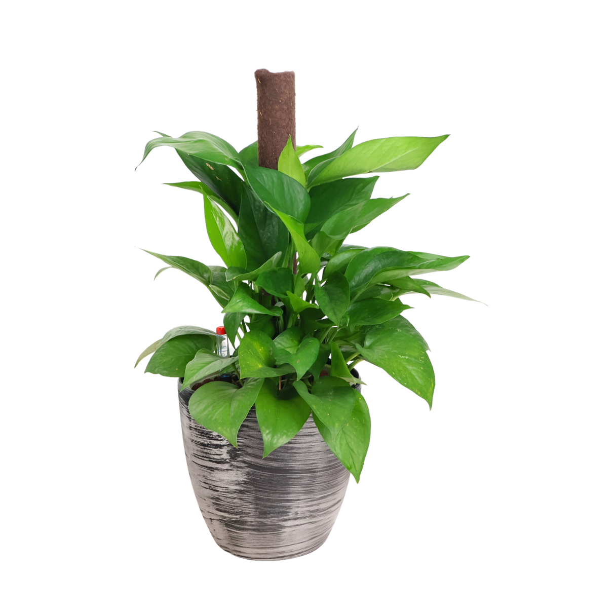 Assorted houseplants in flowerpot.