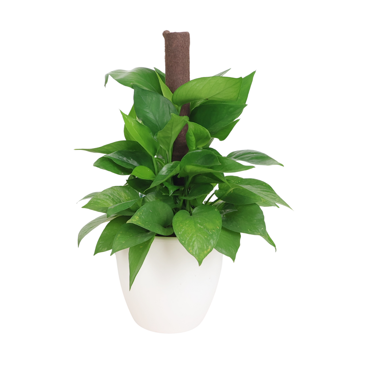 Money Plant in Self-Watering Pot