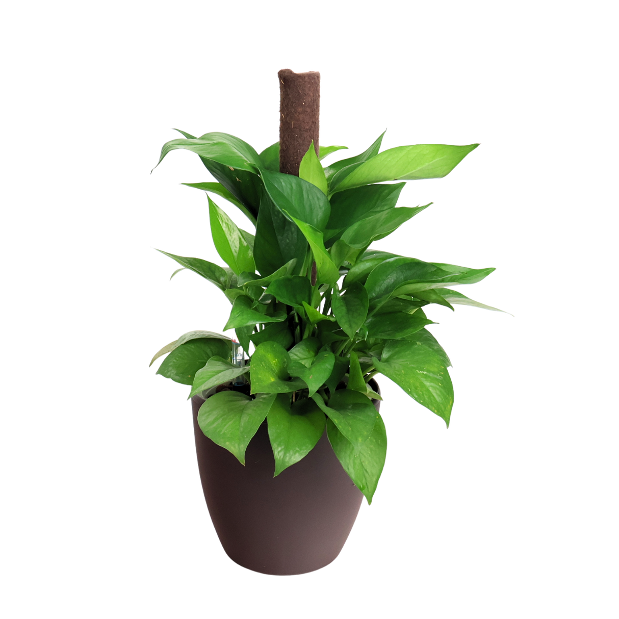 Money Plant in Self-Watering Pot